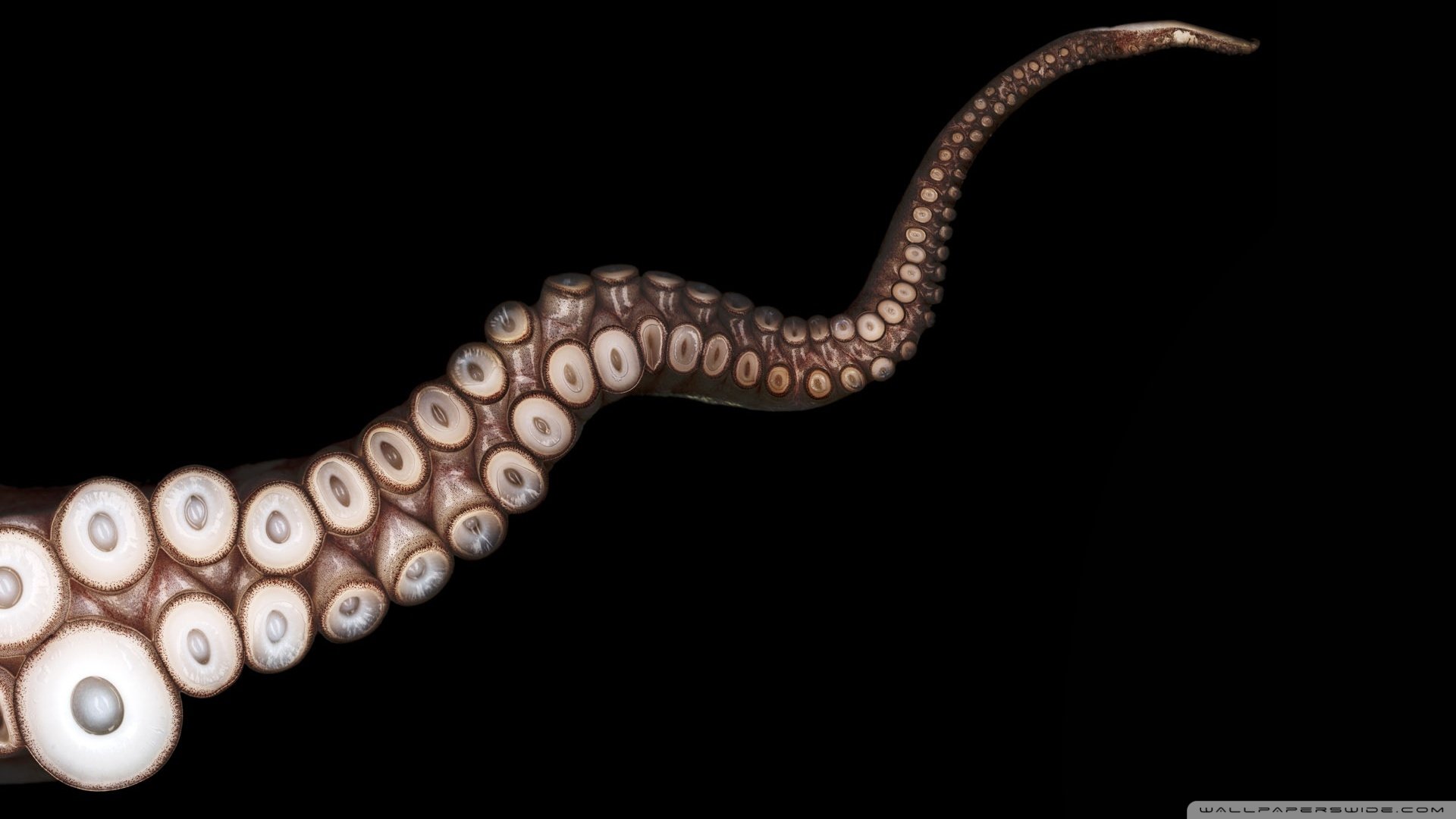HD PC desktop wallpaper featuring a detailed close-up of an octopus tentacle against a black background.