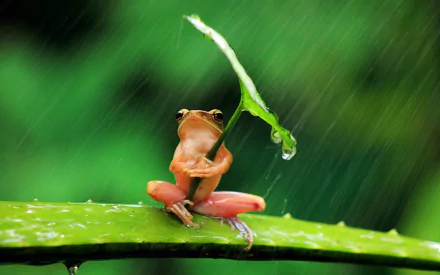 HD desktop wallpaper of a tree frog on a green leaf, holding a smaller leaf over its head like an umbrella during rain.