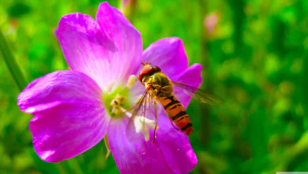 Animal hoverfly HD Desktop Wallpaper | Background Image