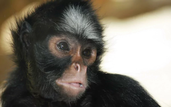 Animal monkey HD Desktop Wallpaper | Background Image