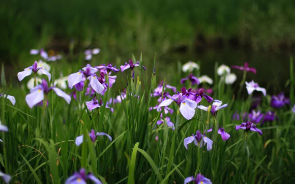 nature iris HD Desktop Wallpaper | Background Image