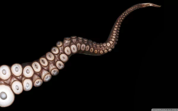 Animal octopus HD Desktop Wallpaper | Background Image