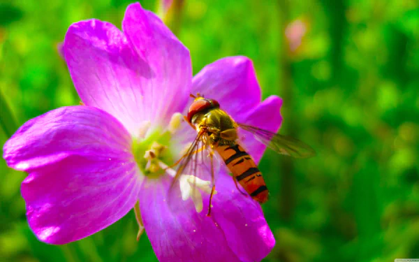 Animal hoverfly HD Desktop Wallpaper | Background Image