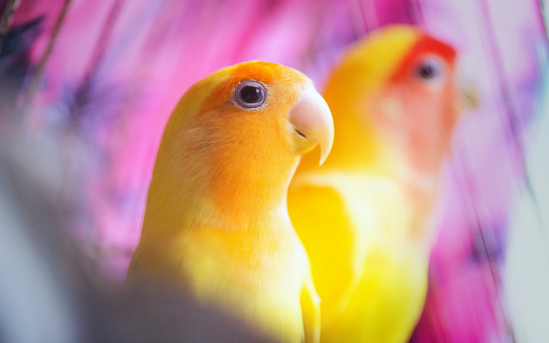 Lovebird Fond d&rsquo;écran HD | Arrière-Plan | 1920x1200 | ID:529373