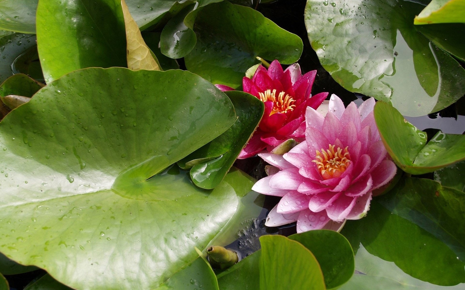 Download Nature Water Lily HD Wallpaper