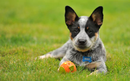 HD desktop wallpaper featuring a playful Australian Cattle Dog puppy lying on green grass with an orange ball.