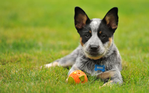 HD desktop wallpaper featuring a playful Australian Cattle Dog puppy lying on green grass with an orange ball.