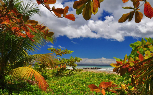 HD PC desktop wallpaper showcasing a vibrant island scene with lush tropical foliage, colorful leaves, and a bright blue sky over the ocean horizon.