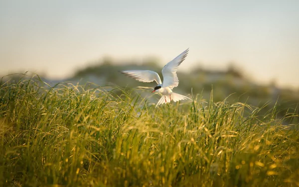 HD PC desktop wallpaper showing an animal tern gliding above golden dune grasses with a soft pastel sky backdrop.