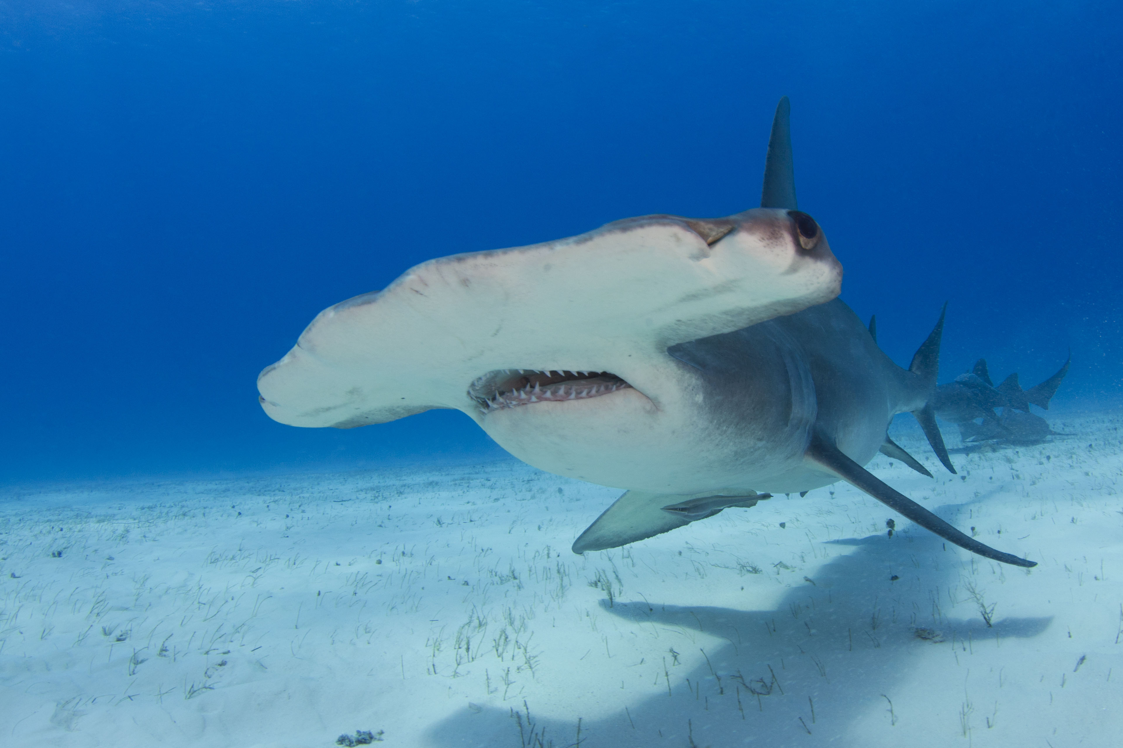 school of hammerhead sharks wallpaper