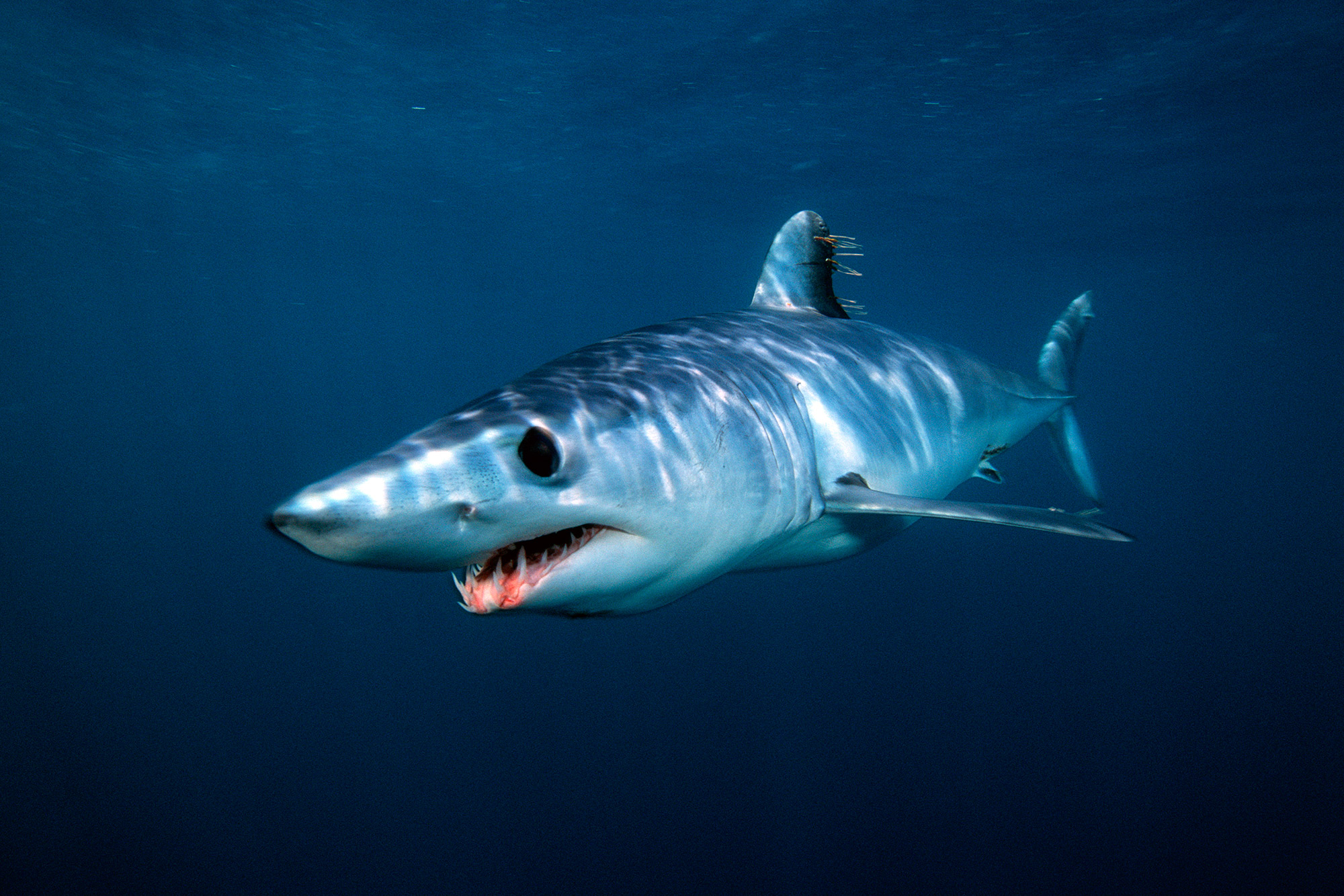 Акула мако опасна ли для человека. Акула мако. Серо голубая акула мако. Мако акула чернорылая. Сельдевая акула мако.