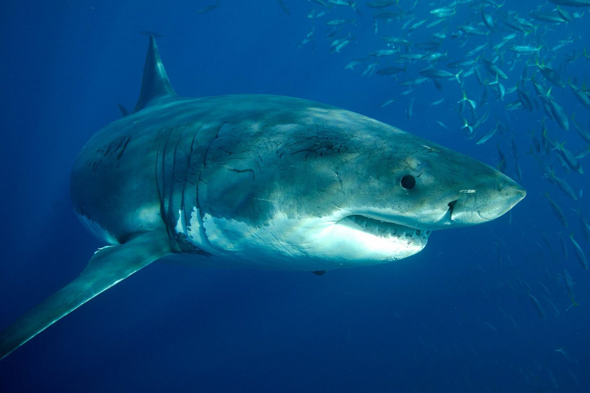 Download Animal Great White Shark HD Wallpaper