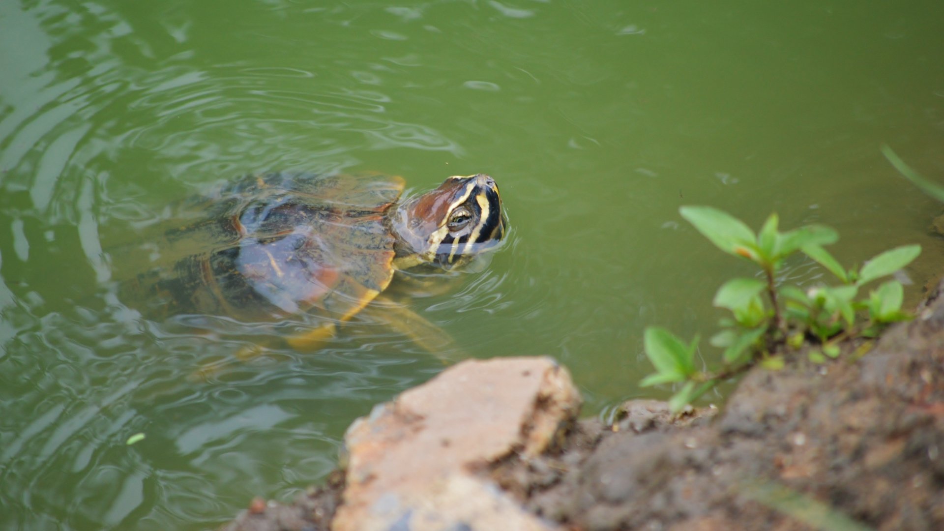 A close-up 4K Ultra HD PC desktop wallpaper of a turtle swimming near the water’s edge with a partially visible plant on the bank.