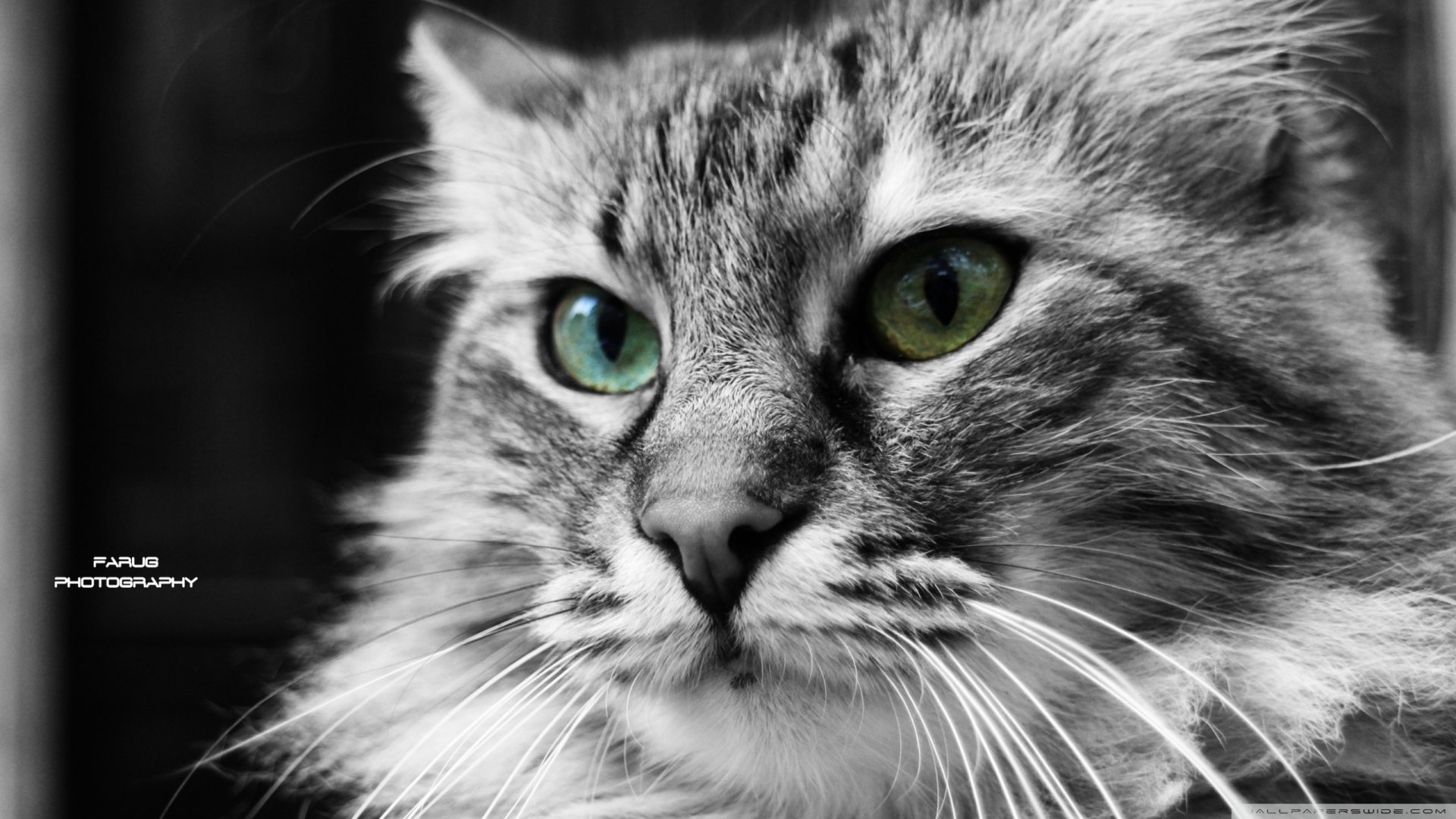 Animal Cat HD Wallpaper by farug photography