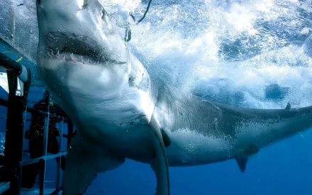Animal great white shark HD Desktop Wallpaper | Background Image