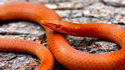Animal Burton's legless lizard HD Desktop Wallpaper | Background Image