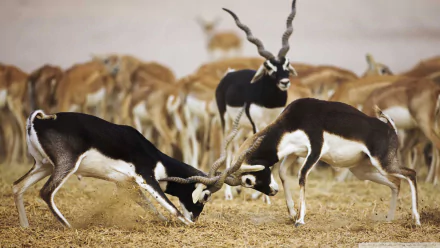 Blackbuck Animal antelope HD Desktop Wallpaper | Background Image