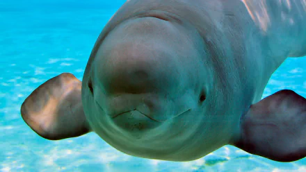 Close-up of a beluga whale (animal) swimming in clear blue water — 4K Ultra HD PC desktop wallpaper/background.