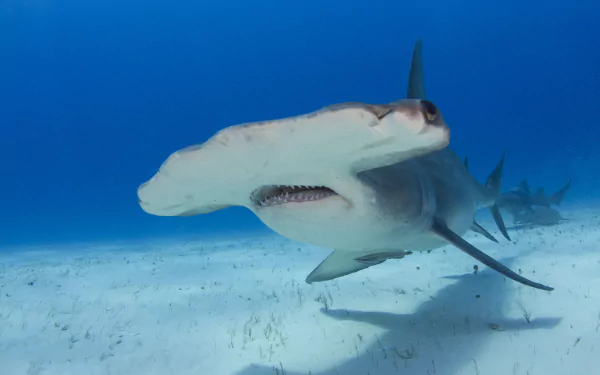 Animal hammerhead shark HD Desktop Wallpaper | Background Image