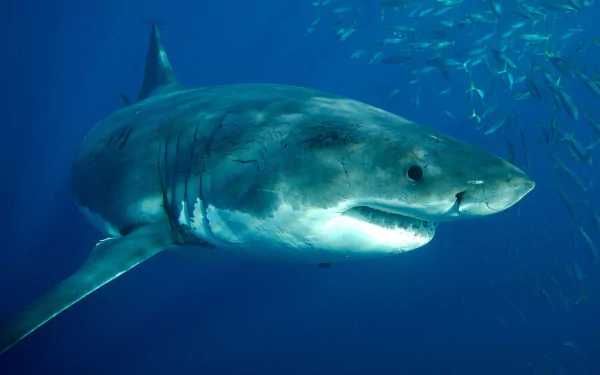 HD PC desktop wallpaper: great white shark close-up swimming through deep blue water with a school of fish.