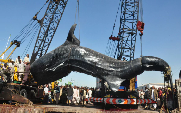 An HD wallpaper featuring a whale shark being lifted by cranes, surrounded by people and machinery, showcasing a unique moment in marine life observation.