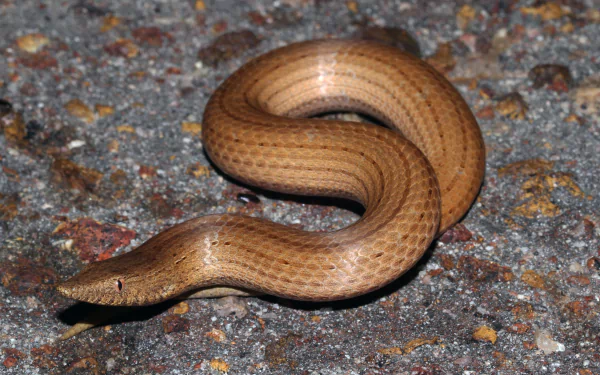 Animal Burton's legless lizard HD Desktop Wallpaper | Background Image