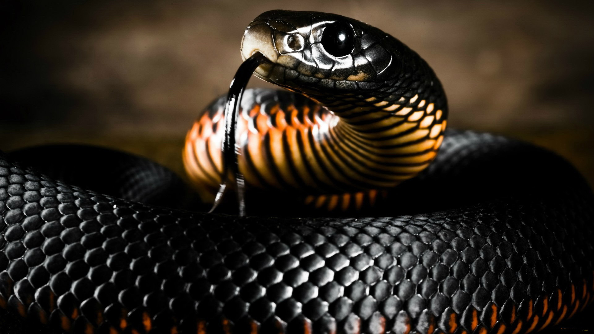 Black Mamba Snake Wallpapers  Top Free Black Mamba Snake Backgrounds   WallpaperAccess