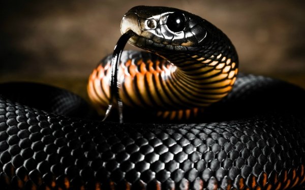 Animal Black Mamba Reptiles Snakes HD Wallpaper | Background Image