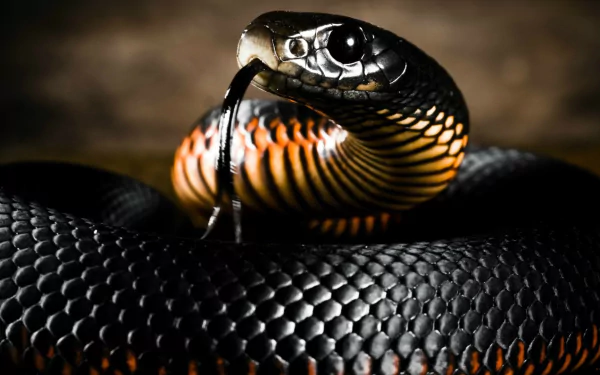 HD desktop wallpaper and background featuring a close-up, detailed image of a coiled Black Mamba with its tongue extended.