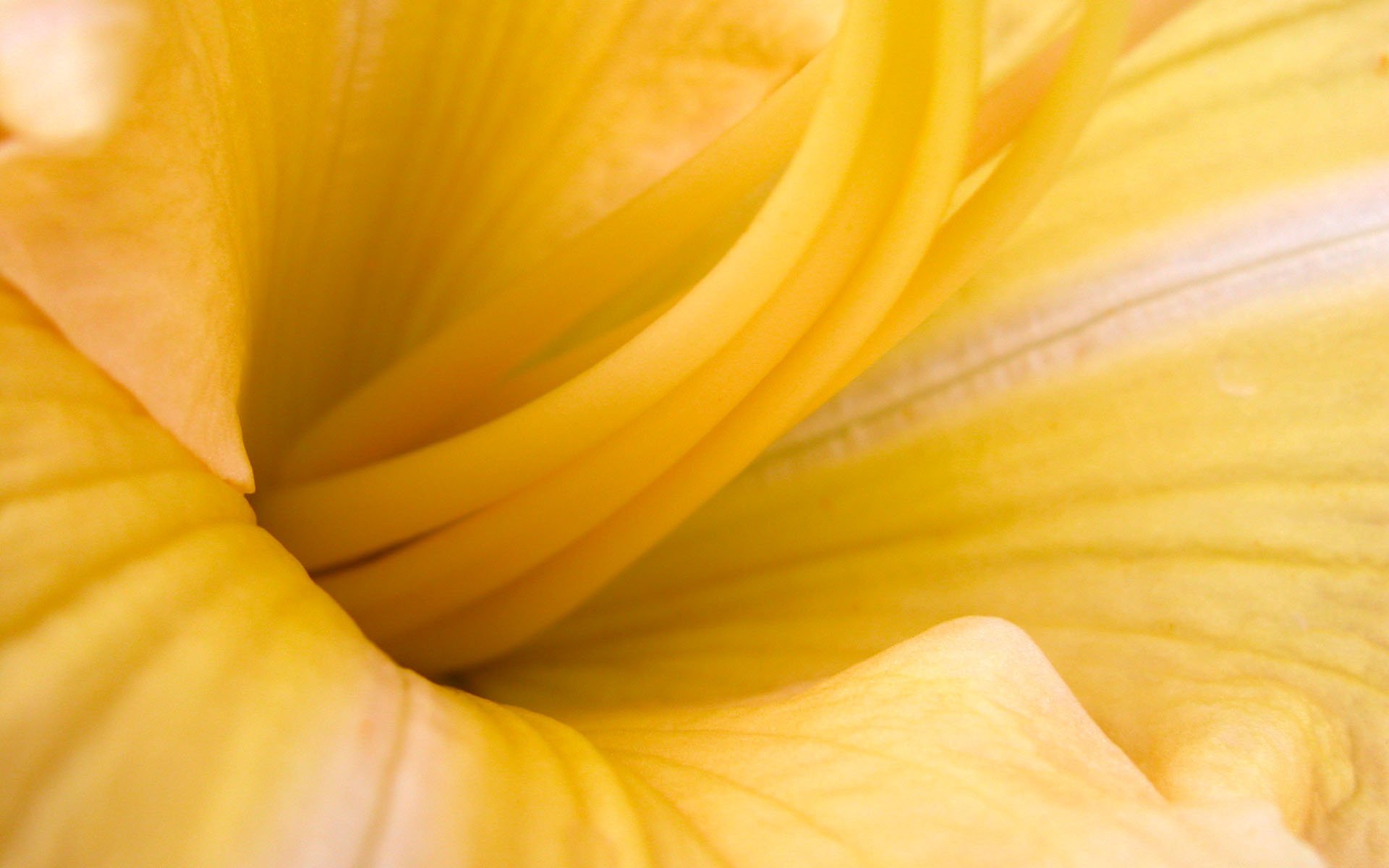 Close-up of a vibrant yellow flower petal, captured in high definition as a nature-themed PC desktop wallpaper and background.