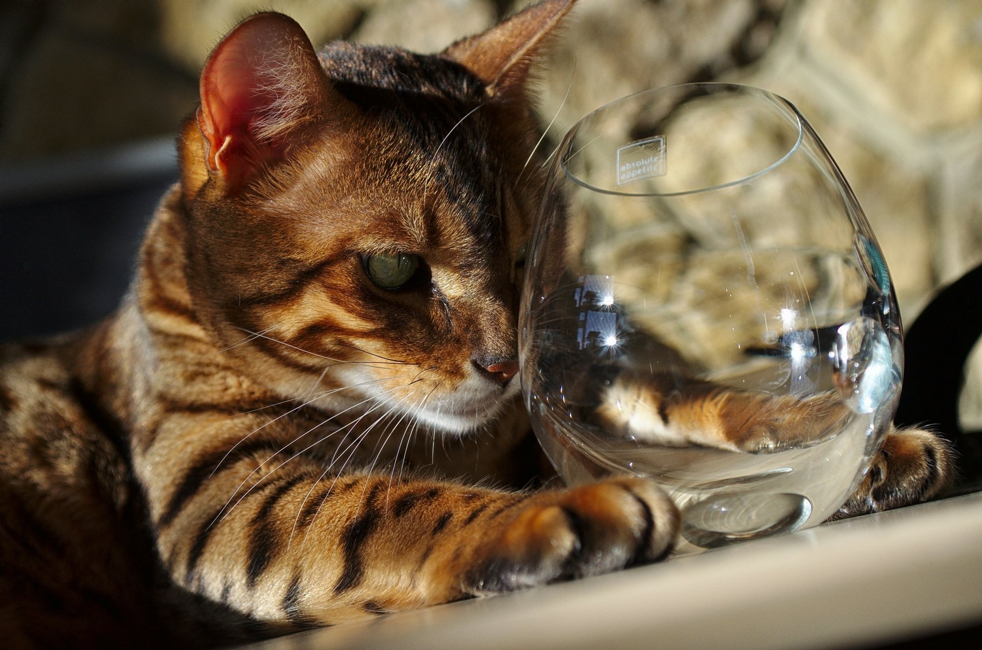 A close-up of a tabby cat resting with a glass of water, showcasing the intricate details of its fur. This 4K Ultra HD image serves as a striking desktop wallpaper.