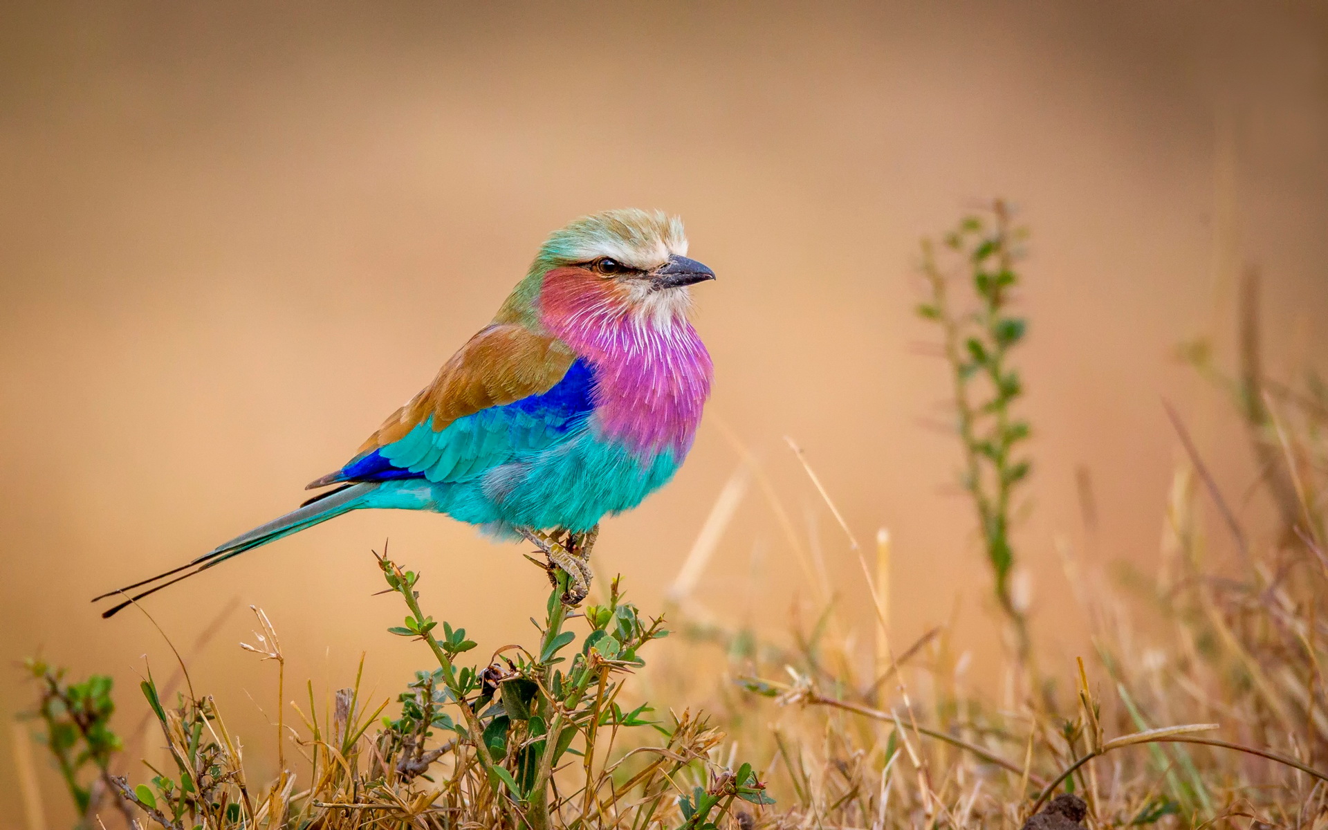 HD desktop wallpaper featuring a vibrant lilac-breasted roller perched in a natural grassy setting.