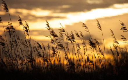 Macro photography of tall grass silhouetted against a golden sunset sky, captured in high definition for a striking PC desktop wallpaper and background.