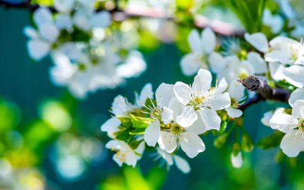 HD desktop wallpaper featuring a close-up of white blossoms on a tree branch against a blurred green background, highlighting the beauty of nature in full bloom.