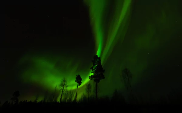 Aurora borealis illuminating the night sky with vibrant green light above silhouetted pine trees, captured in a high-definition desktop wallpaper.