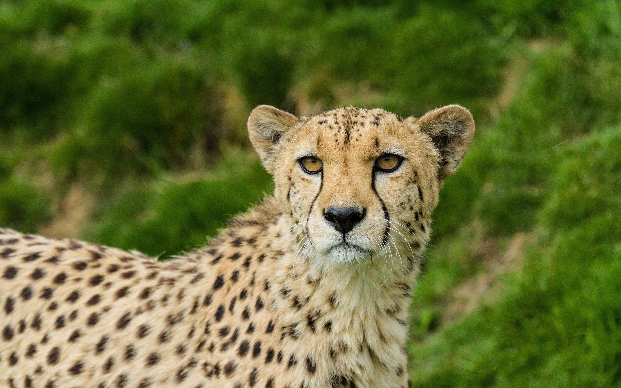 Animal Cheetah HD Wallpaper