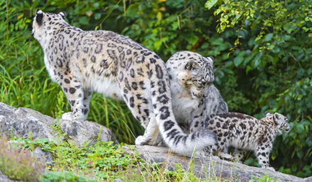 A stunning 4K Ultra HD wallpaper featuring snow leopards, showcasing a family trio on rocky terrain surrounded by lush greenery.