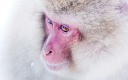 Animal Japanese macaque snow monkey HD Desktop Wallpaper | Background Image
