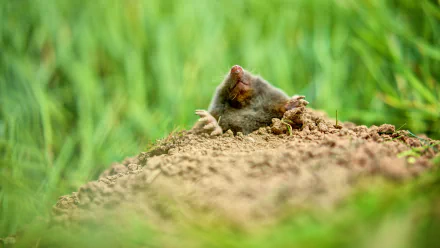 HD desktop wallpaper featuring a mole emerging from its burrow, surrounded by green grass and soil.