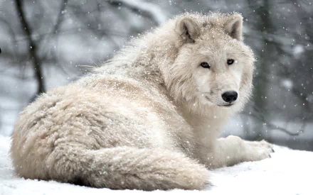 HD desktop wallpaper of a wolf resting in snow, capturing its thick fur and alert expression amidst gently falling snowflakes.