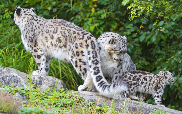 A stunning 4K Ultra HD wallpaper featuring snow leopards, showcasing a family trio on rocky terrain surrounded by lush greenery.
