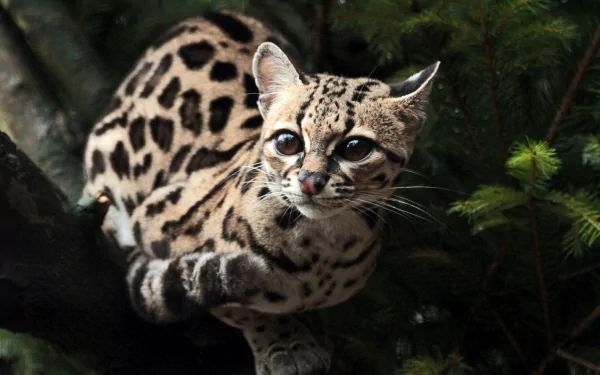 cat Animal ocelot HD Desktop Wallpaper | Background Image