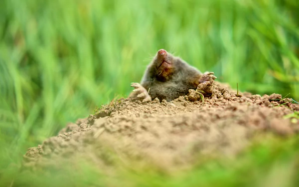 HD desktop wallpaper featuring a mole emerging from its burrow, surrounded by green grass and soil.
