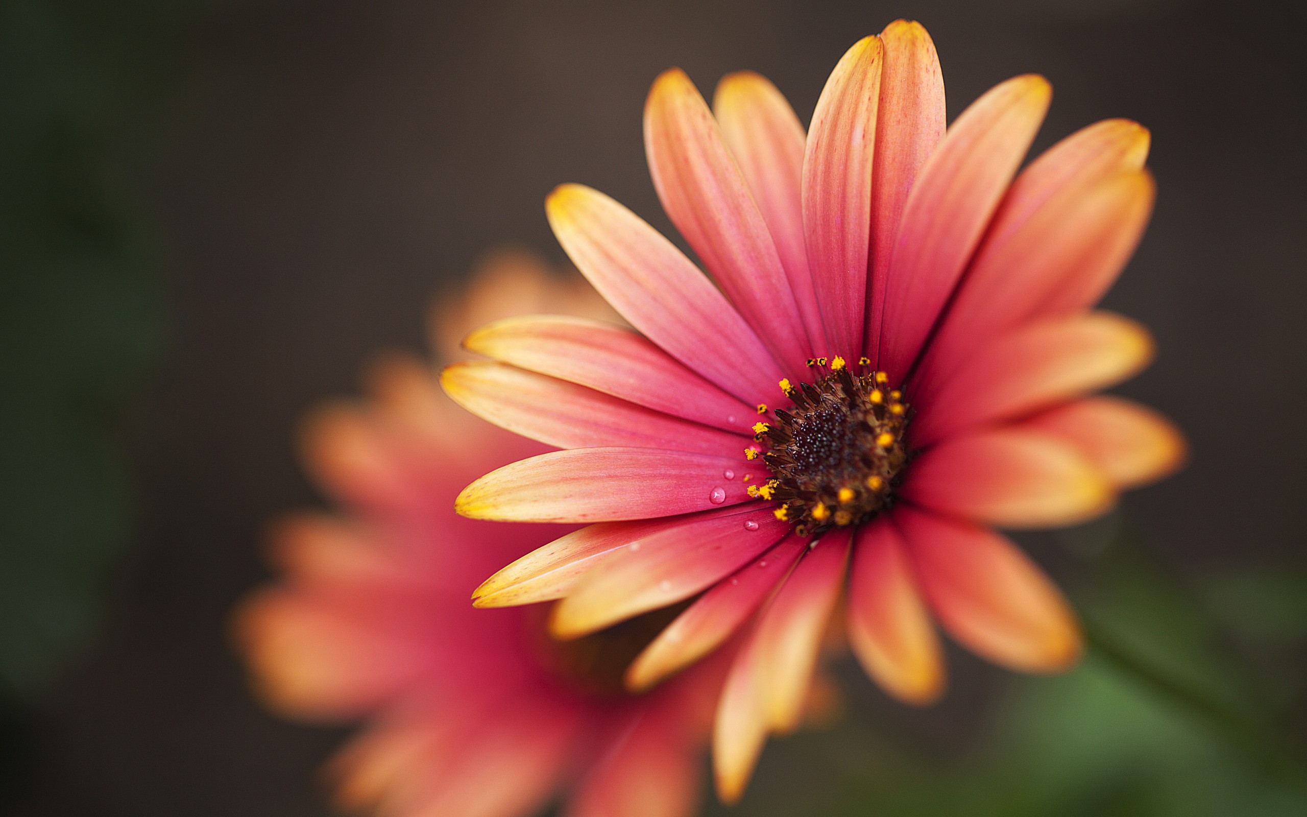 Download Nature Flower HD Wallpaper