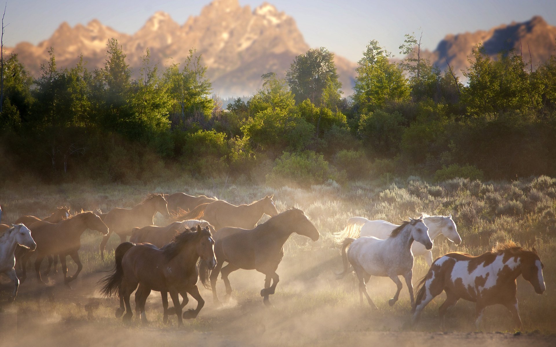 Horse Herds Desktop Wallpaper Fall Herd Horses Animals Background