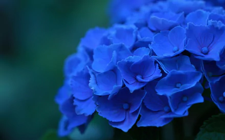 nature hydrangea HD Desktop Wallpaper | Background Image