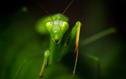HD PC desktop wallpaper/background: close-up animal portrait of a vivid green praying mantis with bright eyes and forelegs framed against a dark, softly blurred backdrop.