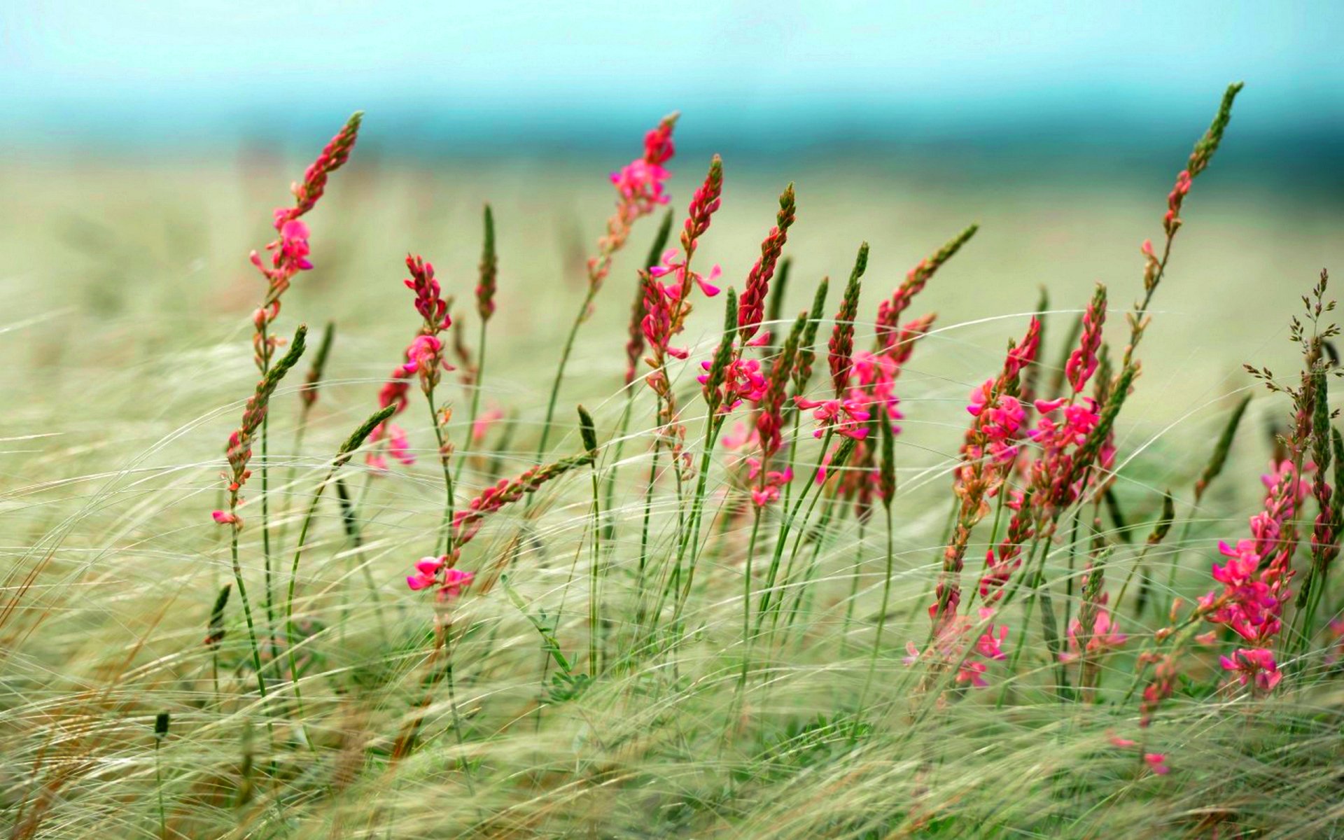 A vibrant field of pink flowers sways gently in the breeze, set against a soft blue background, creating a serene nature-inspired HD desktop wallpaper.