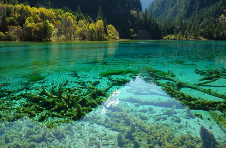 Crystal-clear lake waters reveal submerged logs in Jiuzhaigou Park, Sichuan, China, surrounded by lush forests and mountains in this HD nature desktop wallpaper.