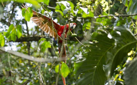 Animal scarlet macaw HD Desktop Wallpaper | Background Image